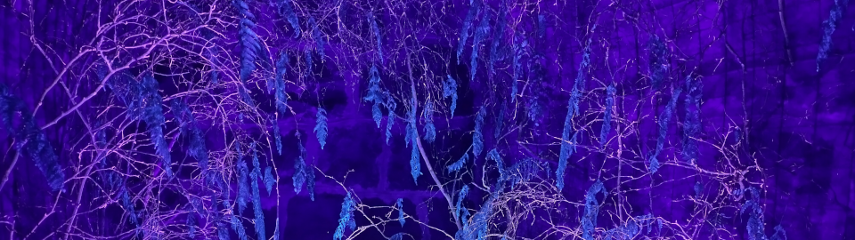 Bioluminescent tree branches under black light in an otherwise dark room. Futuristic, romantic and natural at the same time.