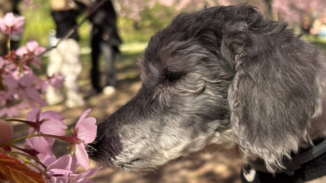 My old black-and-white miniature poodle smells a cherry blossom.