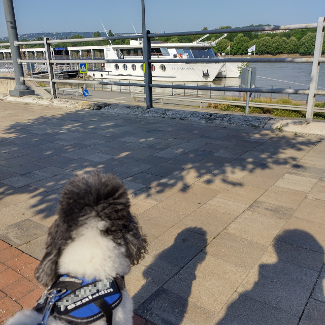 My poodle watches a hotel ship from the riverbank.