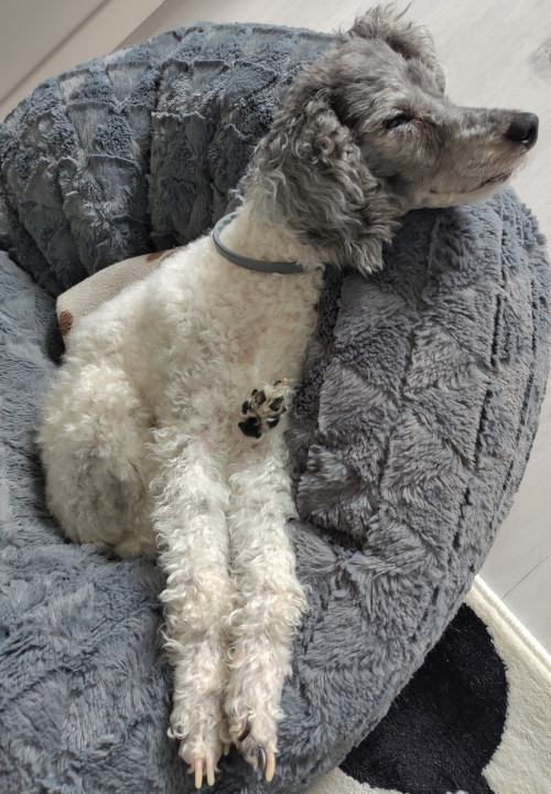 My poodle sleeping in his grey beanbag in a strange posture: one of his hind paw are between his two front legs.